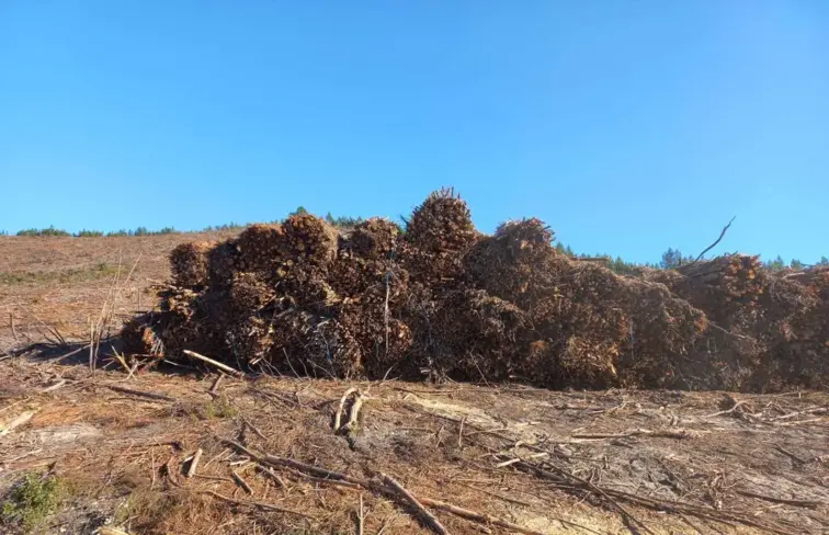 Monte de lenha cortada